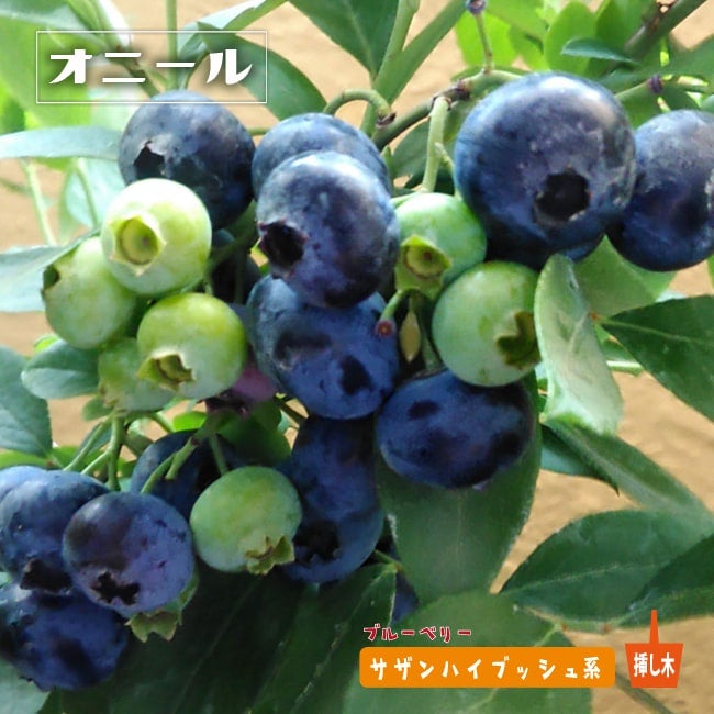 ブルーベリー苗オニール3.5号ポット42本セット blueberry1-2.jpg