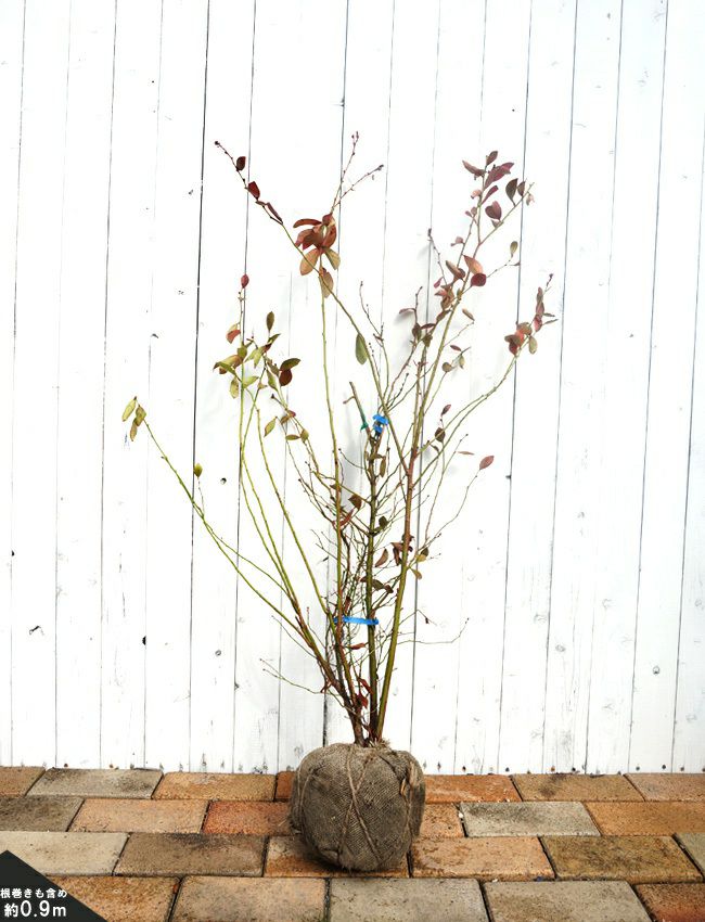 ブルーベリー サザンハイブッシュ系 オニール 苗 通販 苗木部 By 花