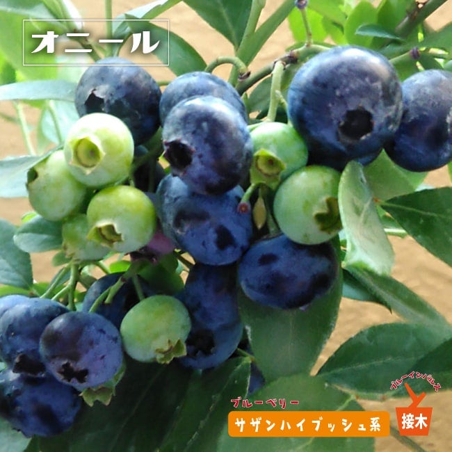 000000004281-01.jpg?size=m&w=