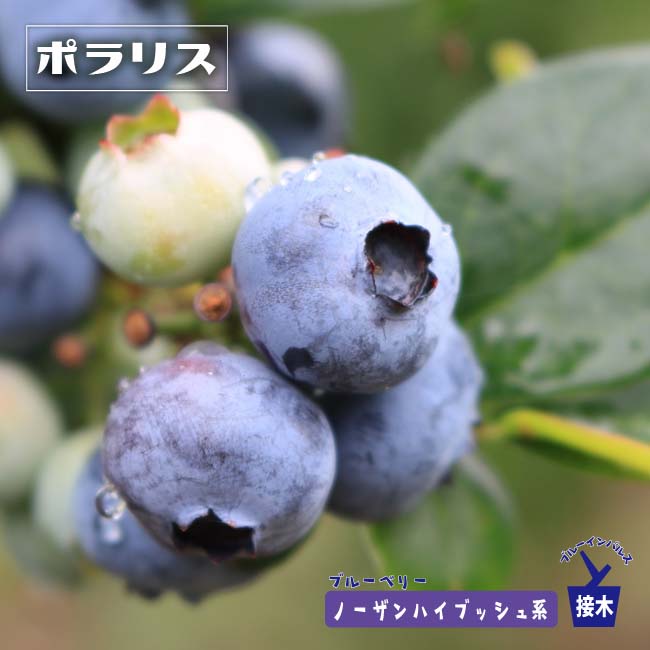 ネルソン ノーザンハイブッシュ系 ブルーベリー 苗 通販 苗木部 By 花