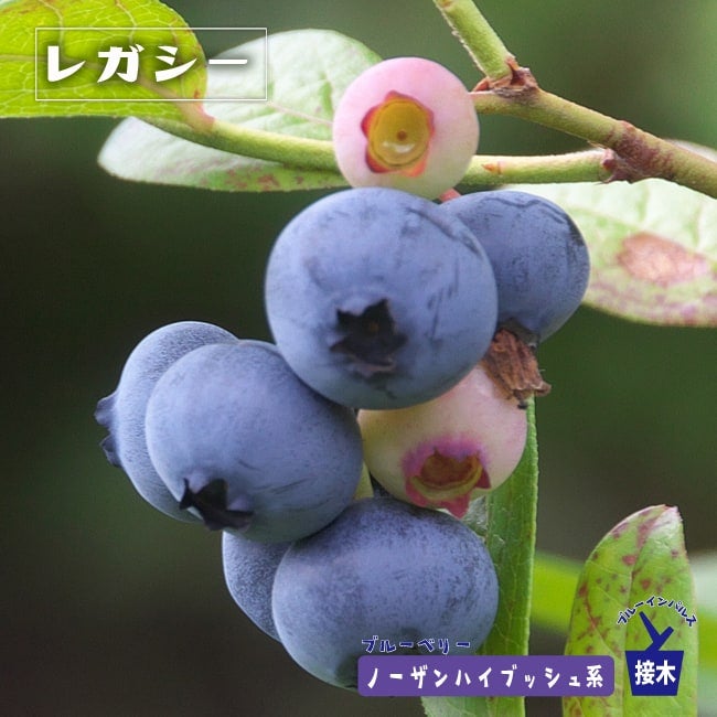 000000004297-01.jpg?size=m&w=