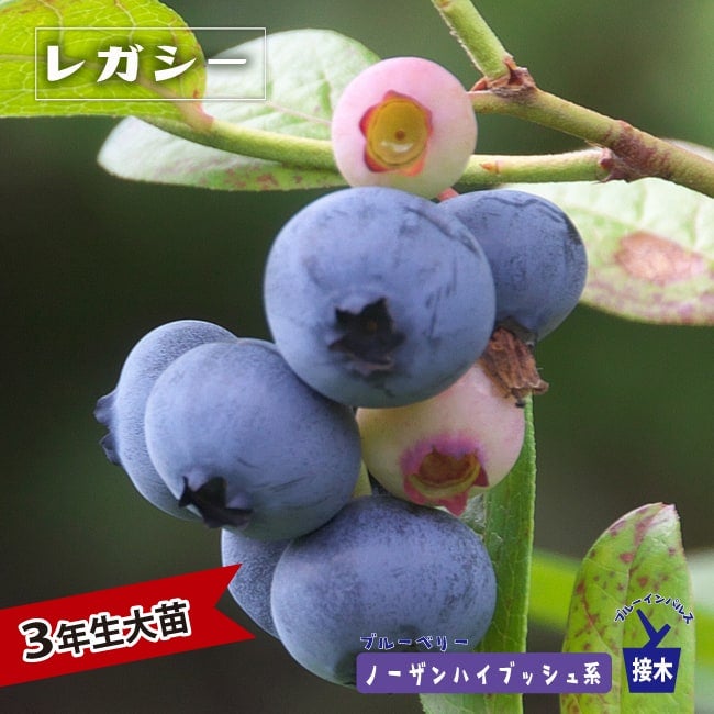 000000004298-01.jpg?size=m&w=