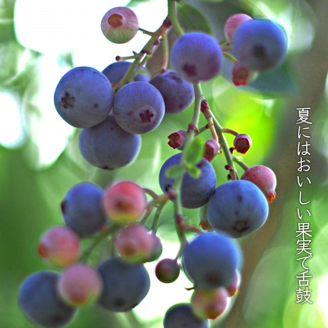 000000004298-06.jpg?size=l&w=