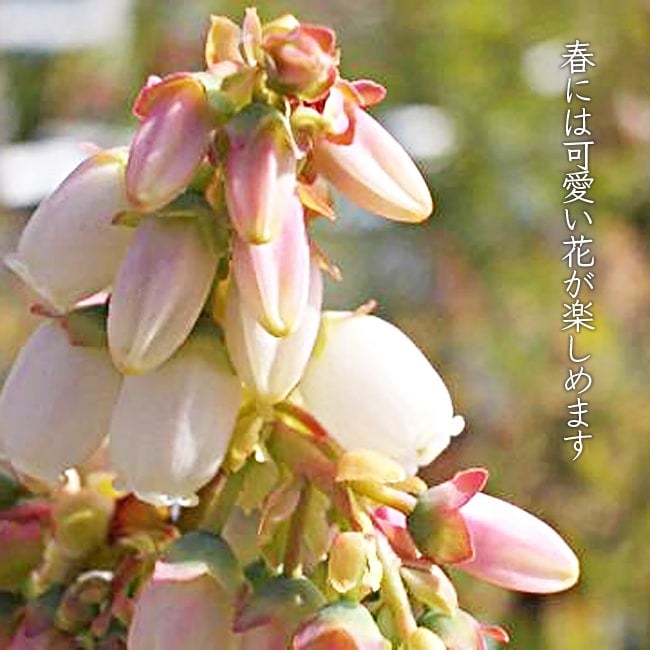 レカ ノーザンハイブッシュ系 ブルーベリー 苗 通販 苗木部 By 花