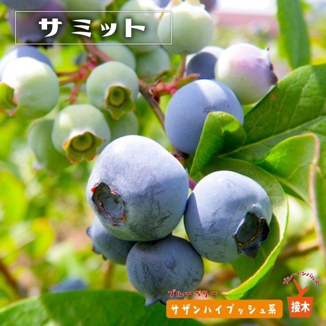 ブルーベリー サザンハイブッシュ系 オニール 苗 植え方 苗木部 By 花