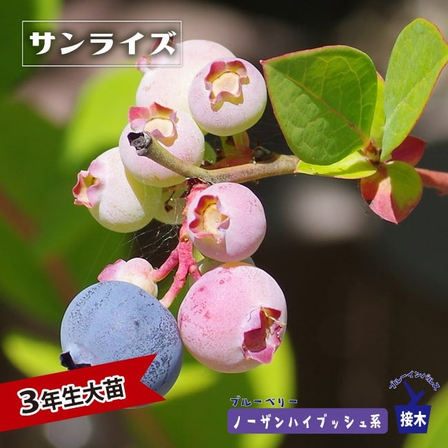 サンライズ ノーザンハイブッシュ系 ブルーベリー 苗 通販 苗木部