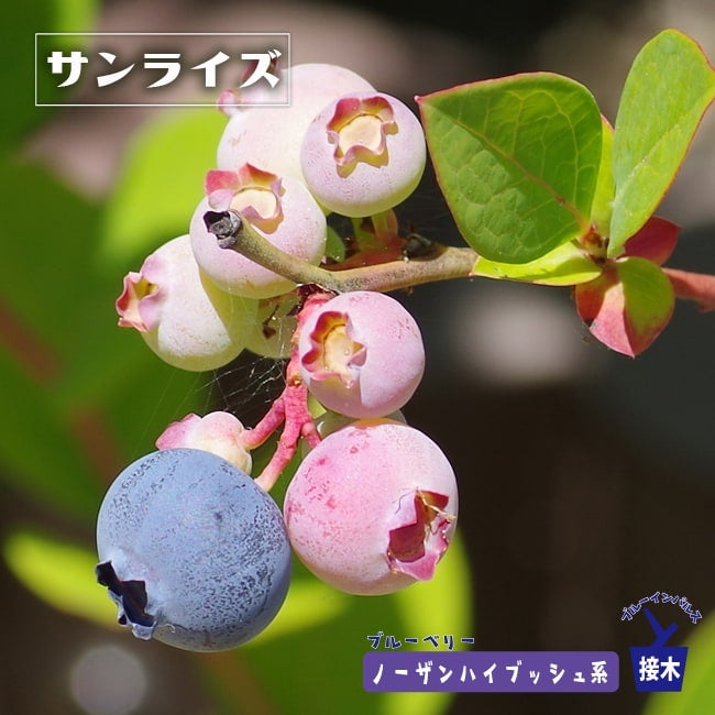 ブルーベリー苗木　サンライズ（ノーザンハイブッシュ） サンライズ ノーザンハイブッシュ系 ブルーベリー 苗 おすすめ 苗木部