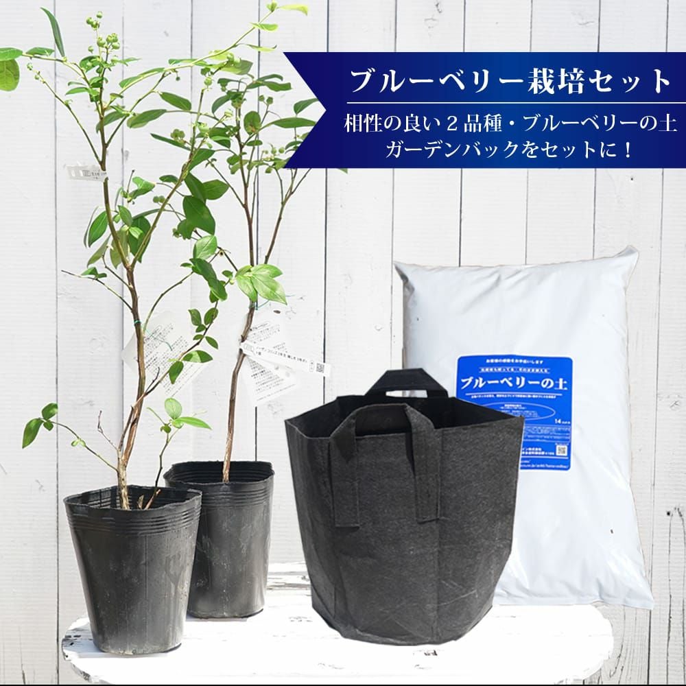 ブルーベリー 簡単スタートセット 苗 通販 苗木部 By 花ひろばオンライン ブルーベリー 簡単スタートセット 苗 通販 苗木部 By 花ひろばオンライン