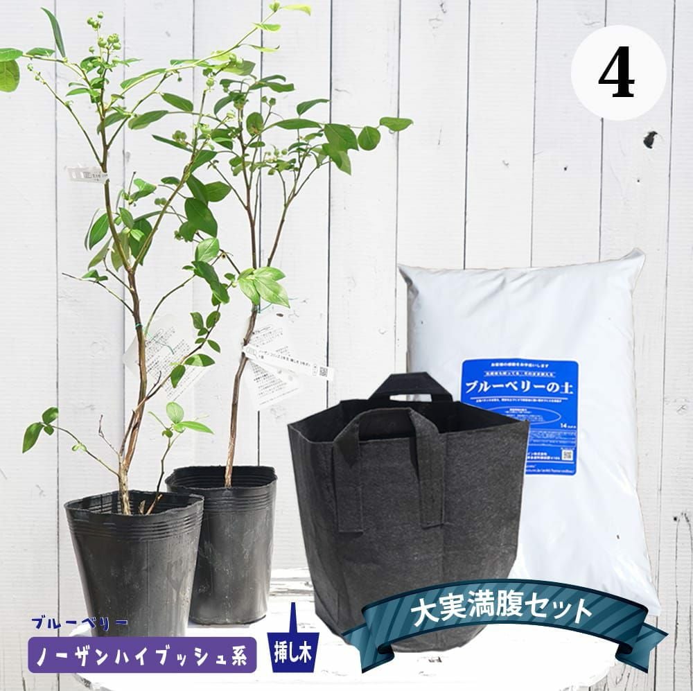 ブルーベリー 簡単スタートセット 苗 通販 苗木部 By 花ひろばオンライン ブルーベリー 簡単スタートセット 苗 通販 苗木部 By 花ひろばオンライン