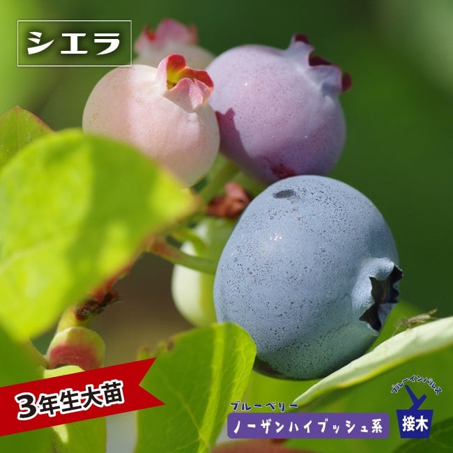 ブルーベリー大苗 ブルーベリー ビックオニール 株立ち 約1.5m 現品発送 特大株 植木
