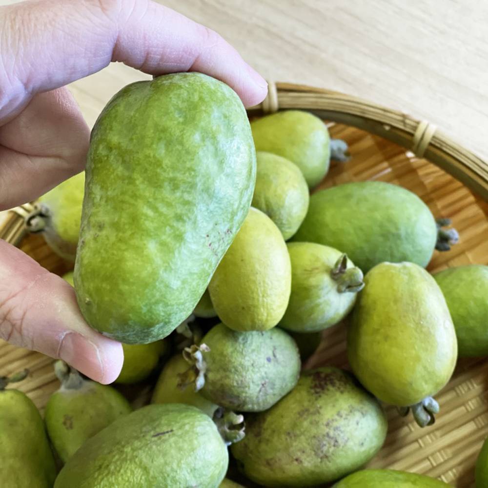 フェイジョア アポロ 苗 販売 苗木部 By 花ひろばオンライン