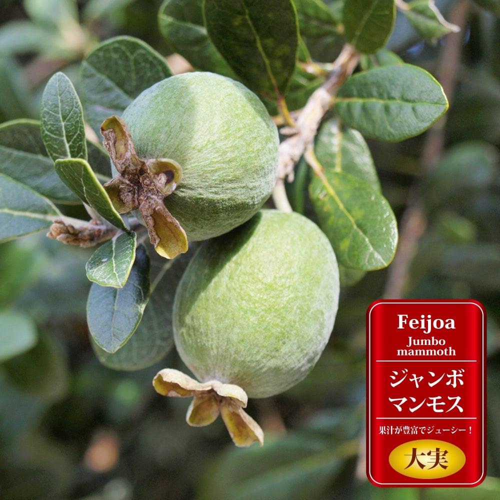 000000004336-01.jpg?size=m&w=