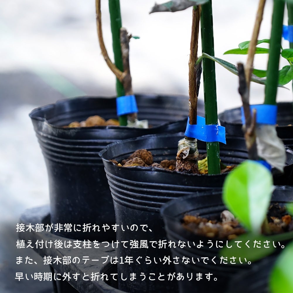 フェイジョア トライアンフ 苗 販売 苗木部 By 花ひろばオンライン