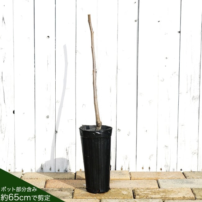 000000004347-02.jpg?size=l&w=