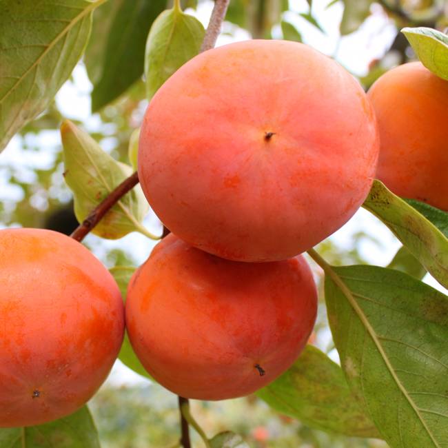 柿 完全甘柿 富有 苗 おすすめ 苗木部 By 花ひろばオンライン