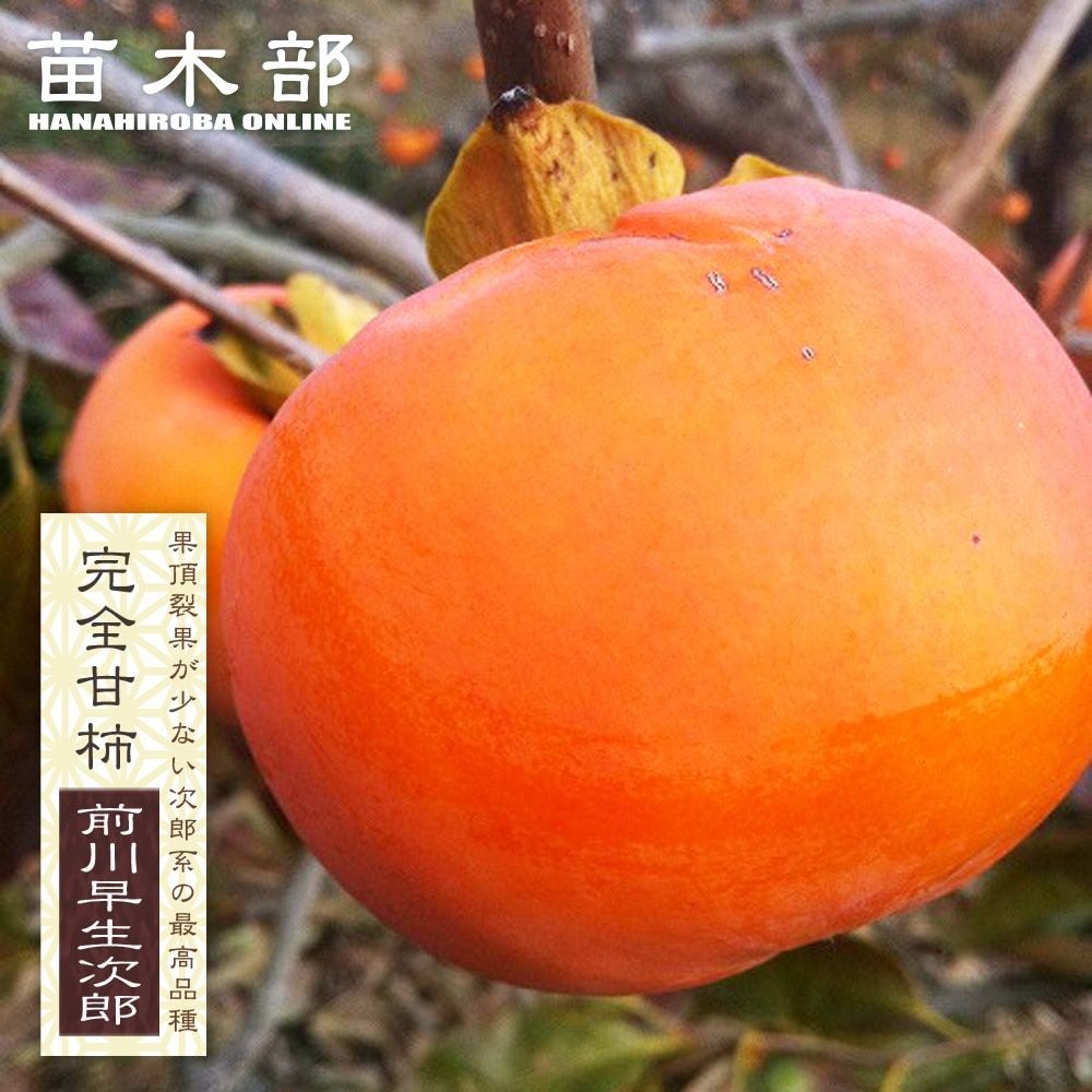 000000004363-01.jpg?size=l&w=