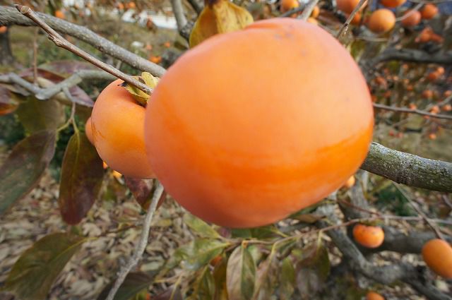 000000004368-02.jpg?size=l&w=