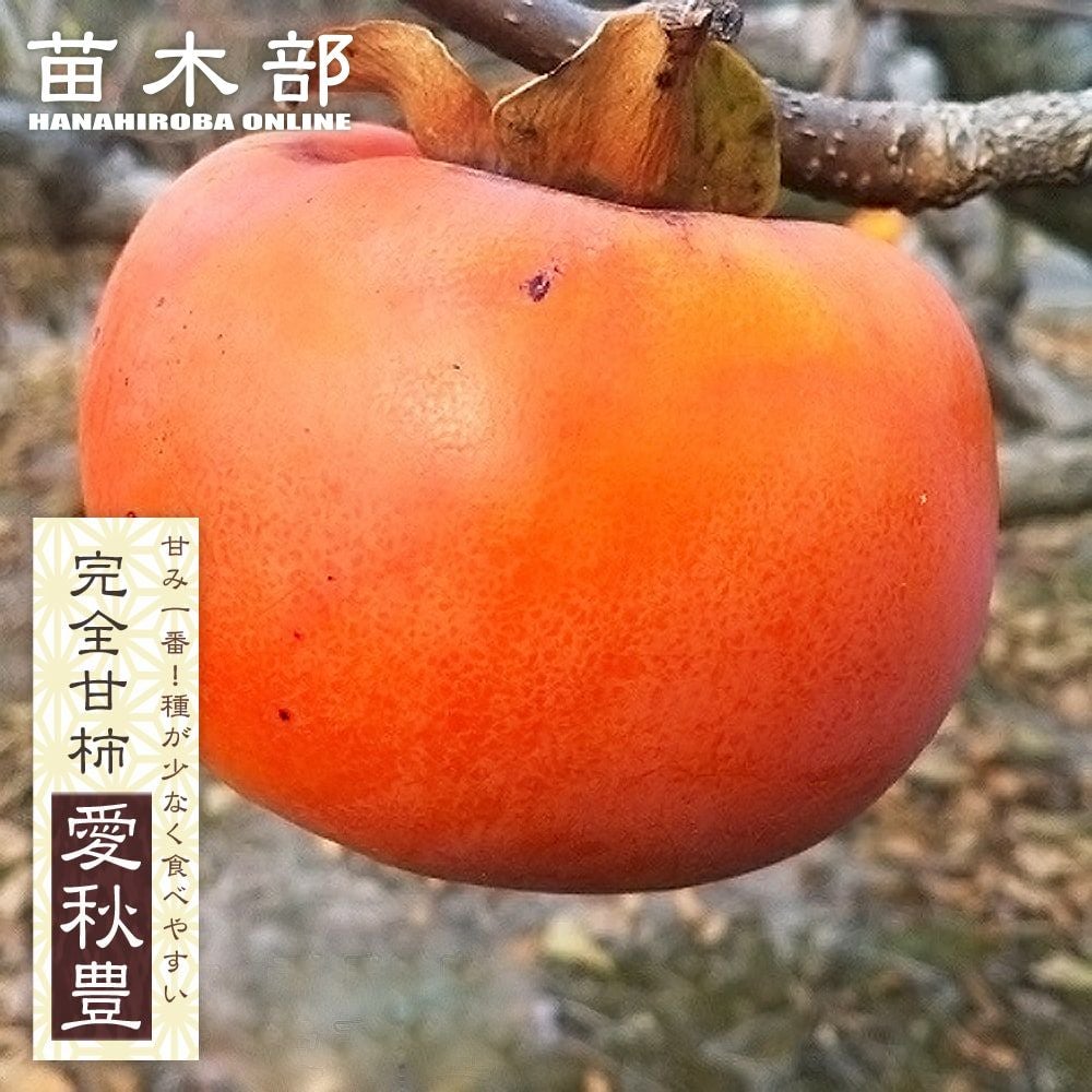 000000004370-01.jpg?size=l&w=