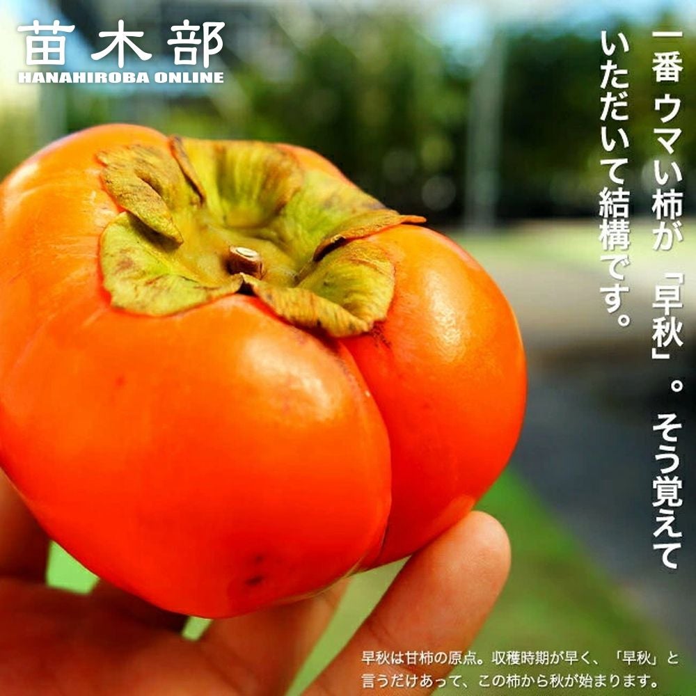 柿 完全甘柿 輝太郎 苗 販売 苗木部 By 花ひろばオンライン