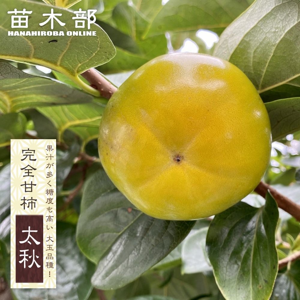 柿 完全甘柿 麗玉 苗 販売 苗木部 By 花ひろばオンライン