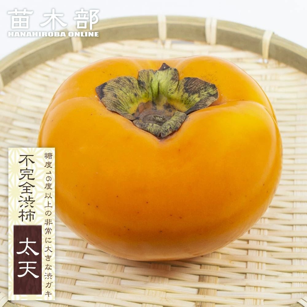 柿 太天 不完全渋柿 苗 販売 苗木部 By 花ひろばオンライン 柿 太天 不完全渋柿 苗 販売 苗木部 By 花ひろばオンライン