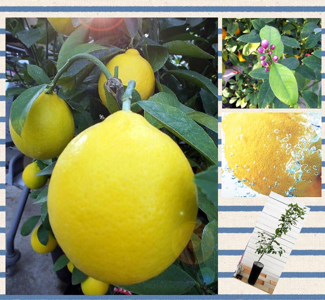 000000004389-05.jpg?size=l&w=