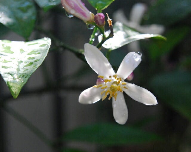 000000004389-06.jpg?size=l&w=