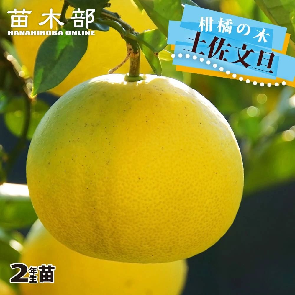 柑橘 オレンジ 種なし日向夏 苗 通販 苗木部 By 花ひろばオンライン