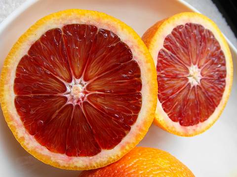 モロ ブラッドオレンジ 苗 通販 苗木部 By 花ひろばオンライン