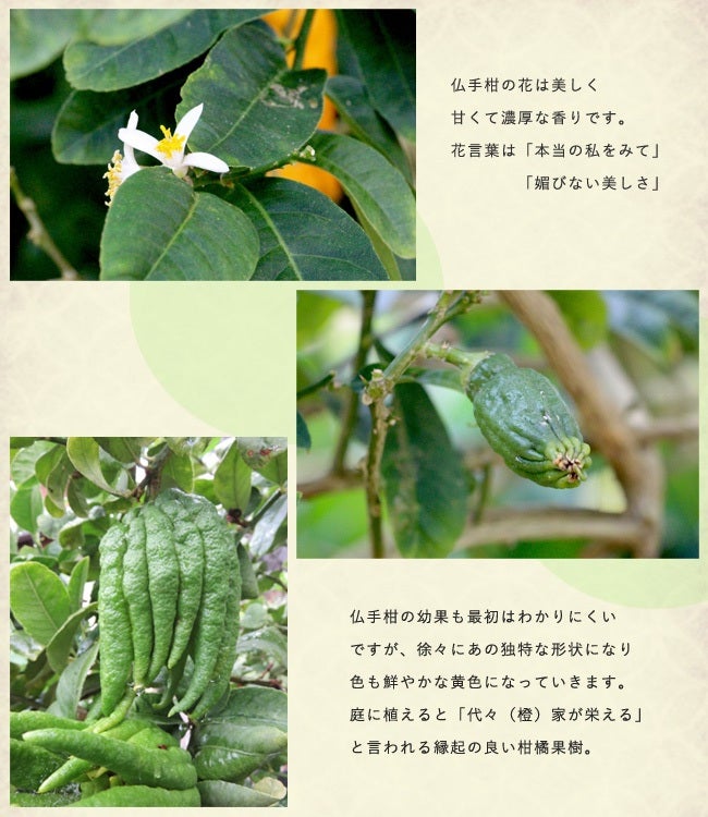 000000004396-02.jpg?size=l&w=