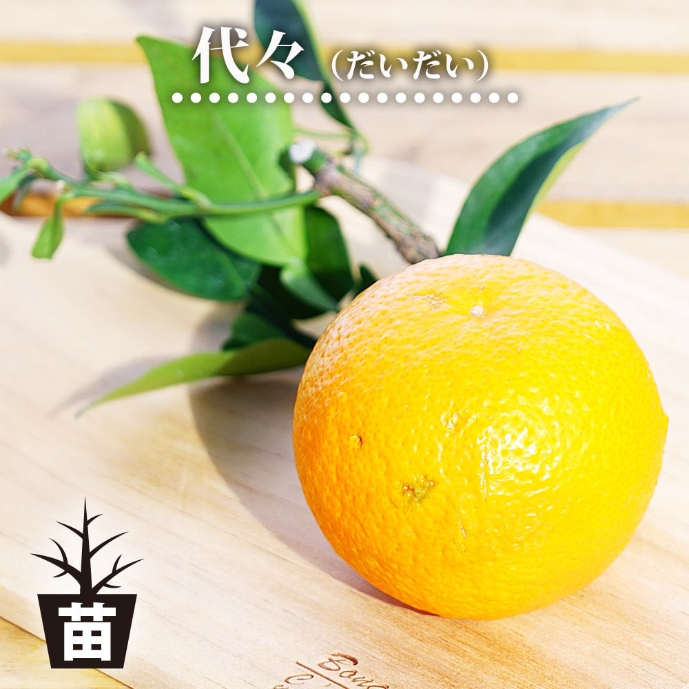 柑橘 オレンジ 日向夏 苗 通販 苗木部 By 花ひろばオンライン