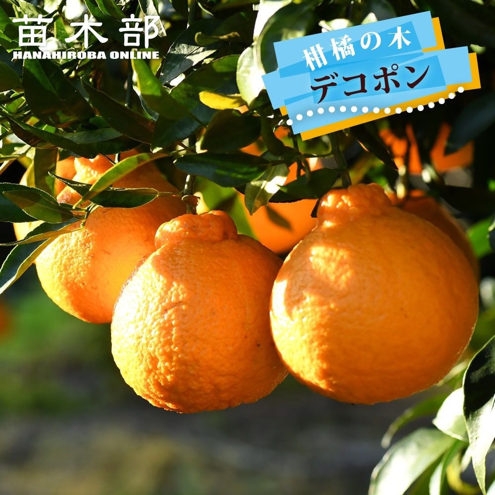 柑橘苗　みかん　不知火　接木苗　実付き 000000004401-01.jpg?size=l&w=