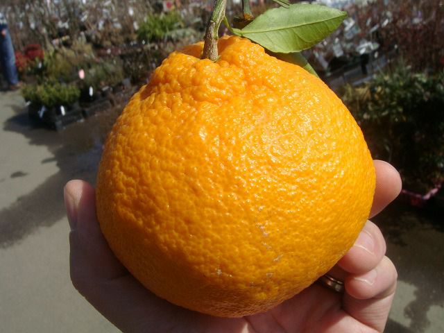 柑橘苗　みかん　不知火　実付き　果樹　特大株 000000004401-03.jpg?size=l&w=