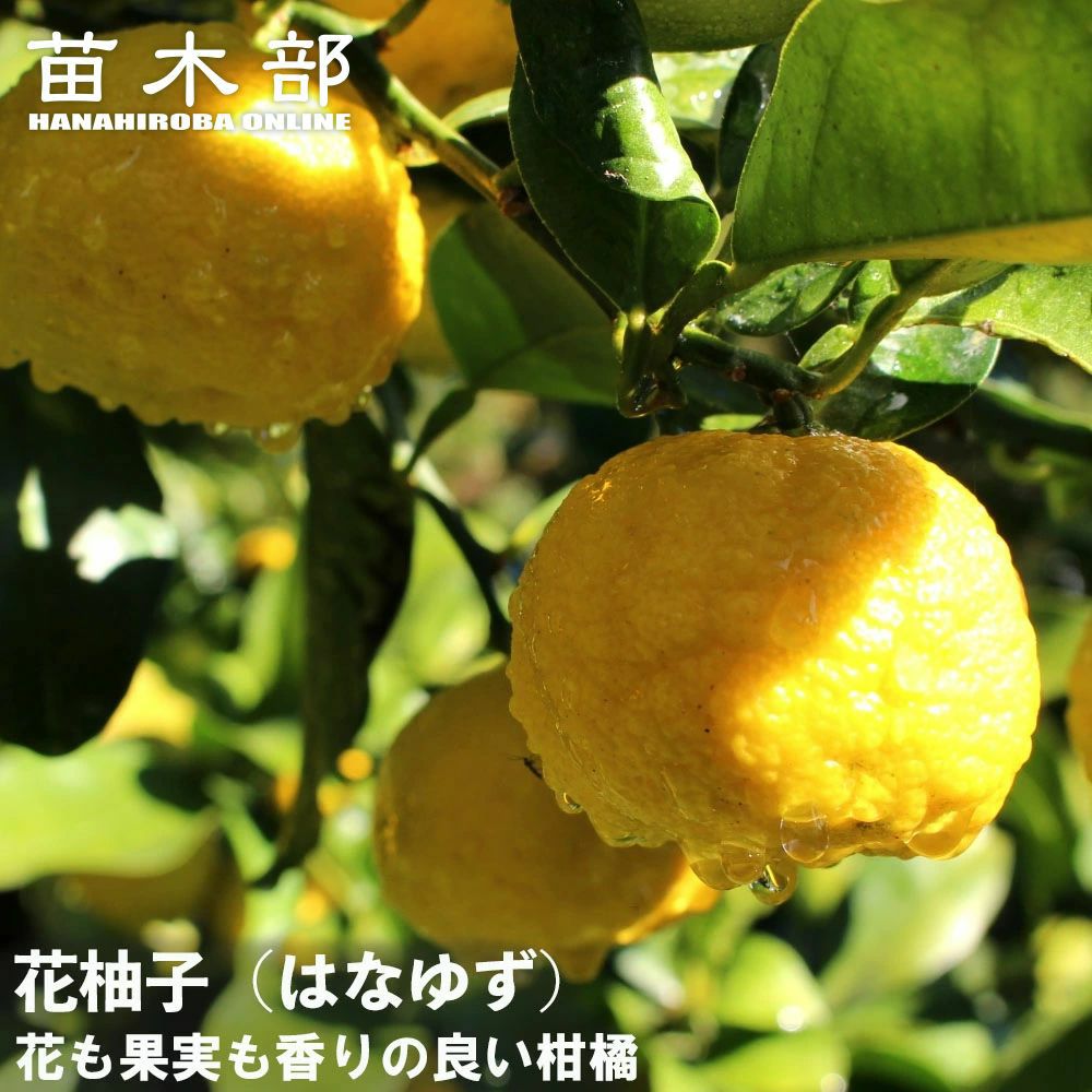 柑橘 柚子 花柚子 苗 通販 苗木部 By 花ひろばオンライン