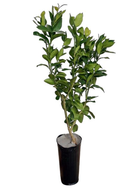 000000004406-03.jpg?size=l&w=