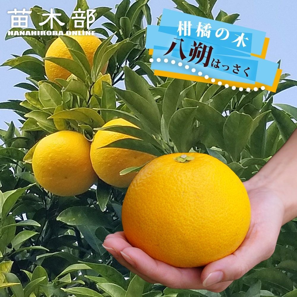 タロッコ ブラッドオレンジ 苗 販売 苗木部 By 花ひろばオンライン