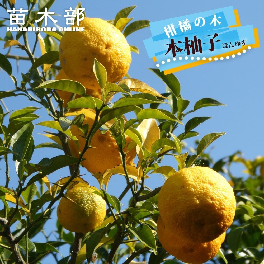 柑橘 柚子 本柚子 （本ユズ） 苗 通販 苗木部 By 花ひろばオンライン