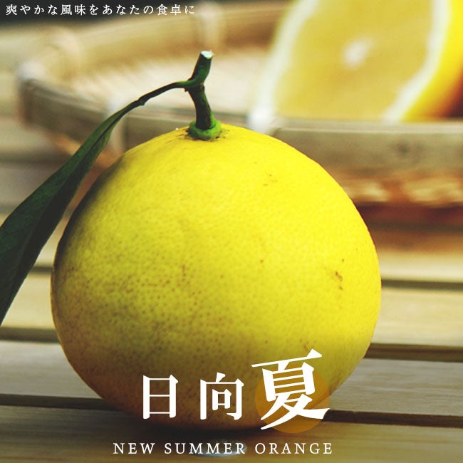 柑橘 オレンジ 日向夏 苗 販売 苗木部 By 花ひろばオンライン