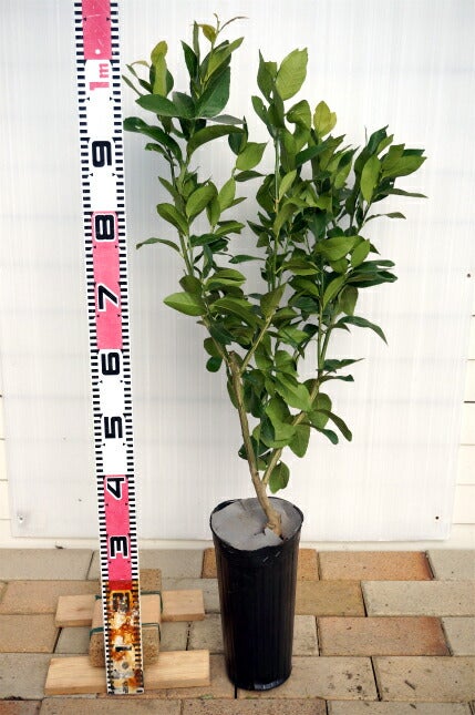 000000004419-03.jpg?size=l&w=