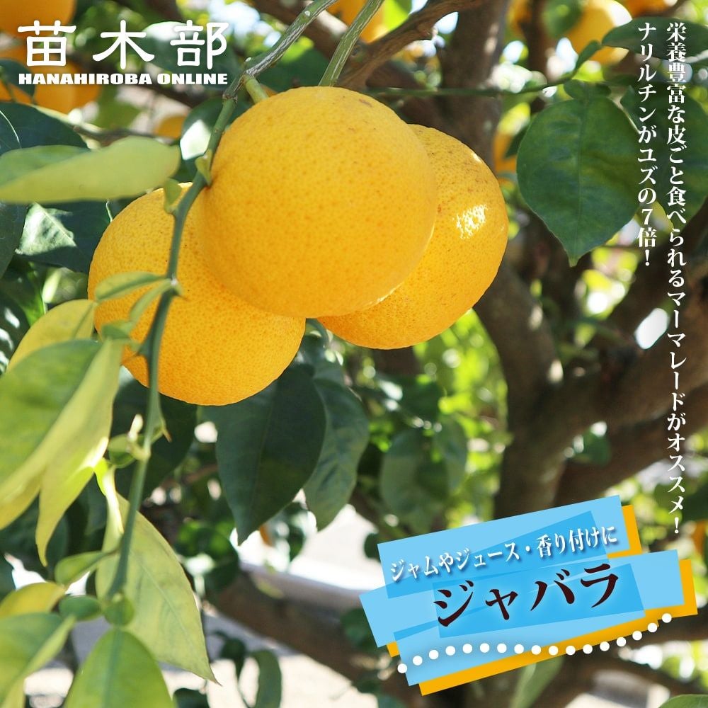 タチバナ 香酸柑橘類 苗 通販 苗木部 By 花ひろばオンライン