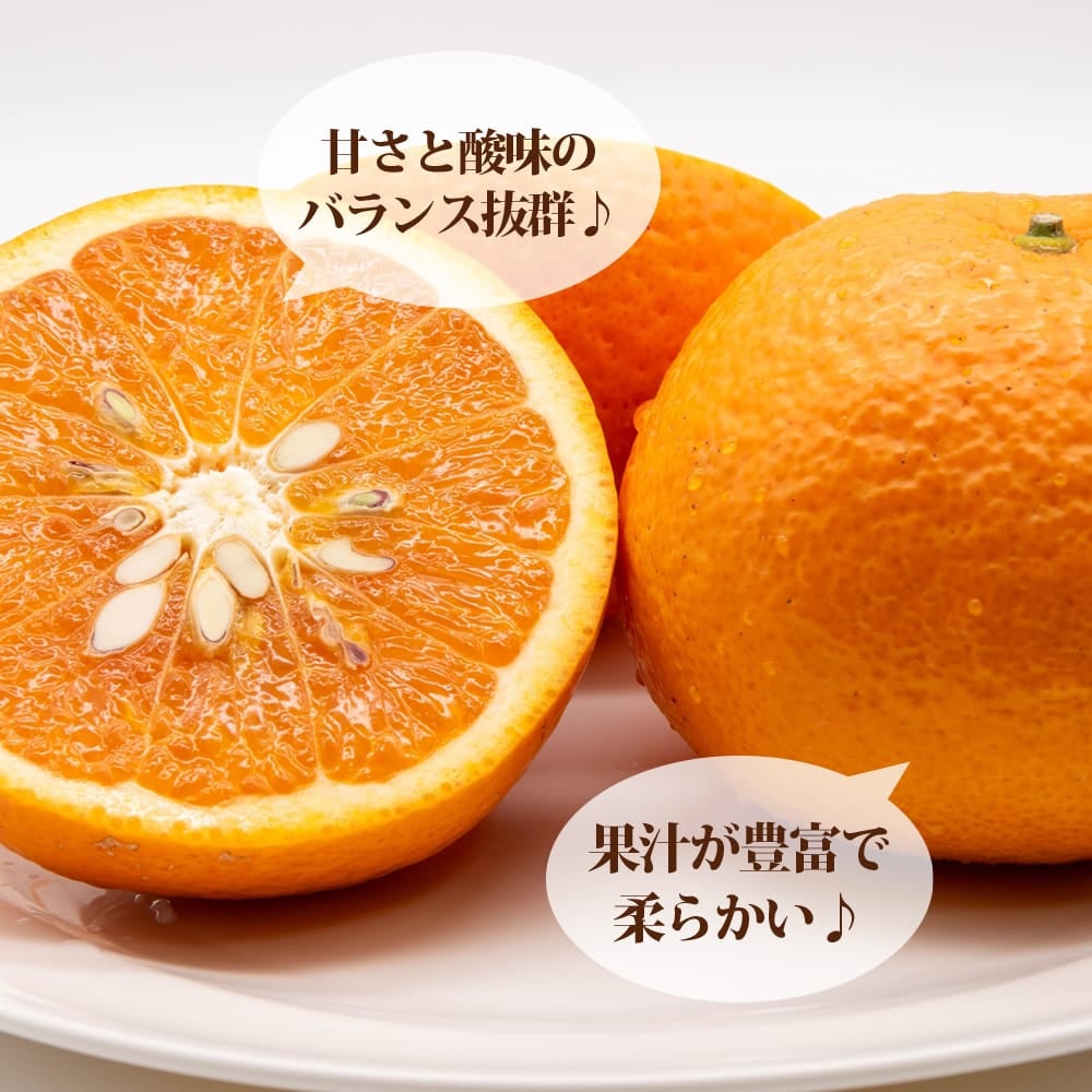 清見オレンジ タンゴール 苗 販売 苗木部 By 花ひろばオンライン
