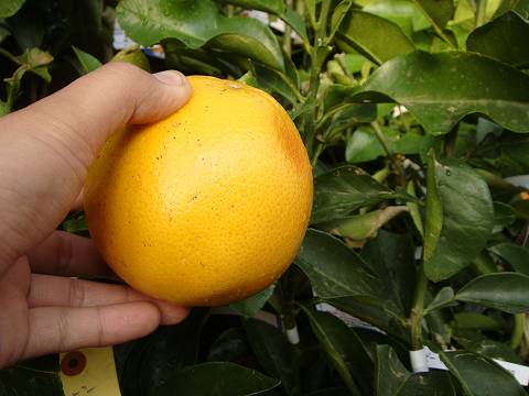 柑橘 グレープフルーツ マーシュ 苗 おすすめ 苗木部 By 花ひろば