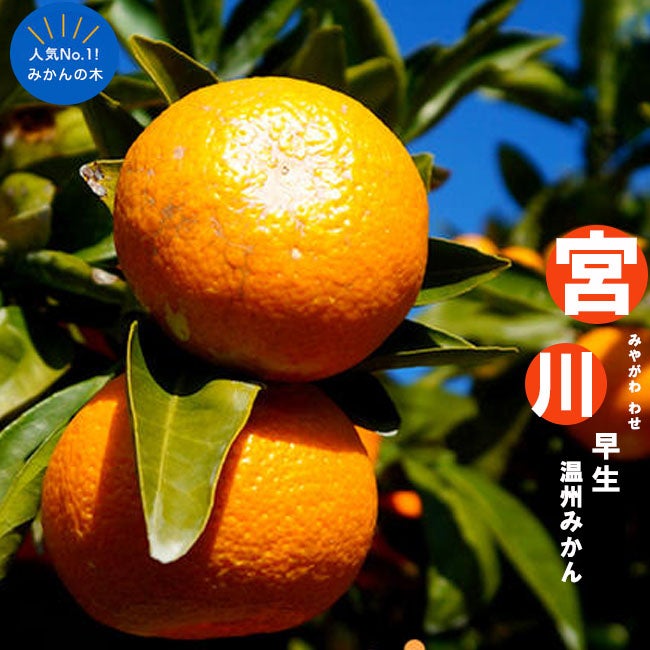 みかん　オレンジ　宮川早生　苗木　みかんの苗 000000004443-01.jpg?size=l&w=