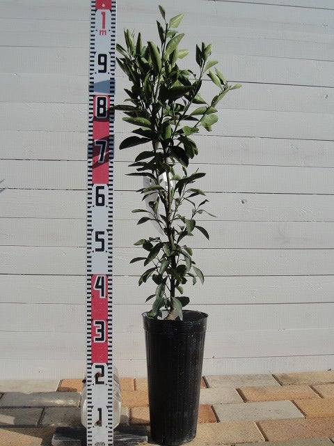 000000004444-03.jpg?size=l&w=