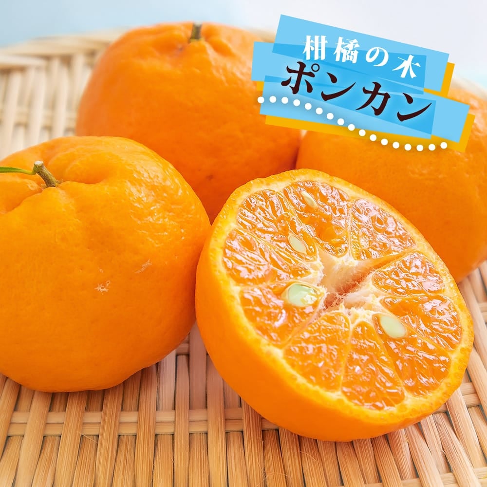 柑橘 みかん ポンカン 苗 通販 苗木部 By 花ひろばオンライン