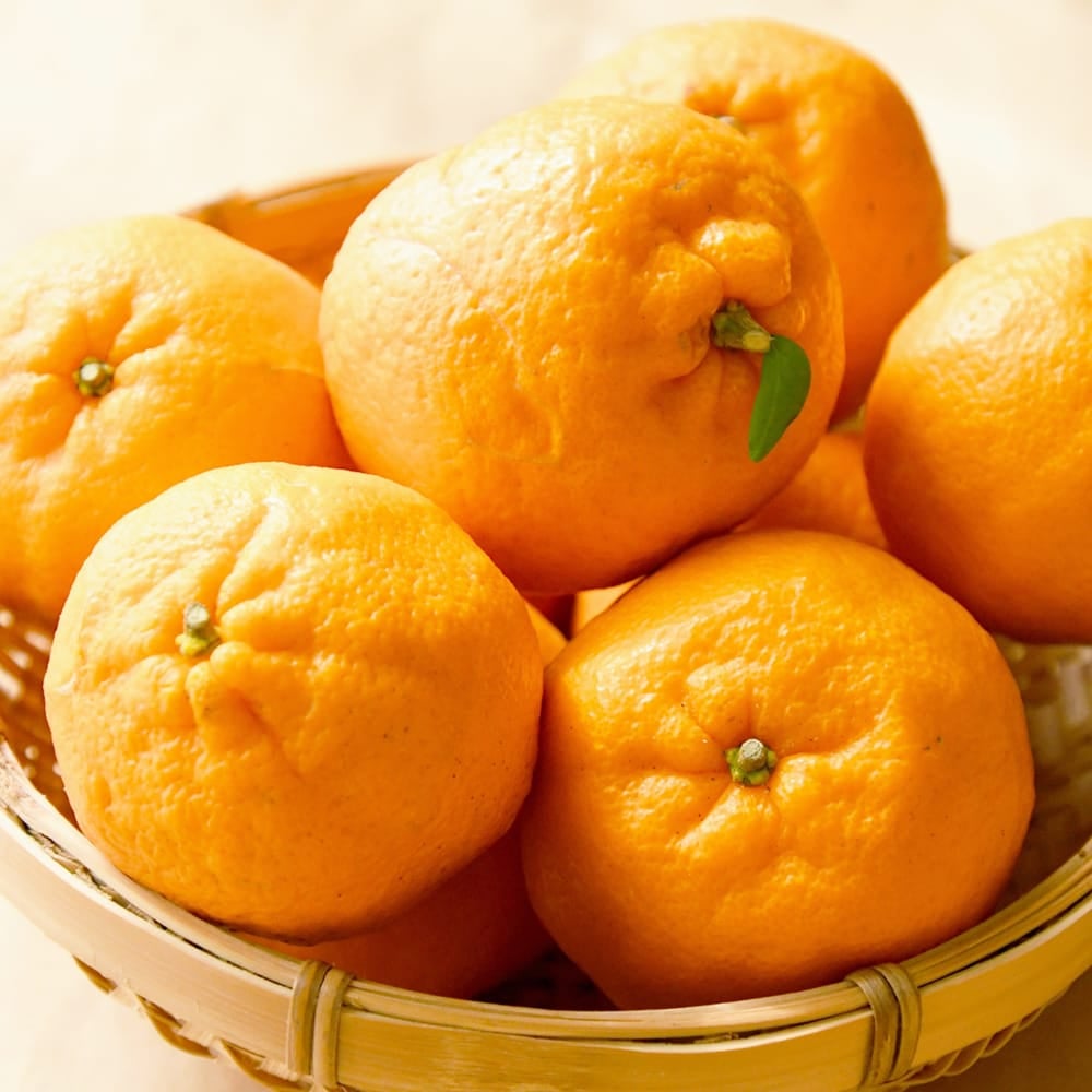 柑橘 みかん ポンカン 苗 販売 苗木部 By 花ひろばオンライン