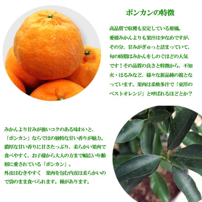 大人気企画！ポンカン ３年生 苗木＋ピンクレモネード苗木３年生セット販売 斑入りレモンの木 ピンクレモネード 3年生 接木大苗 爆買いweek : 苗木