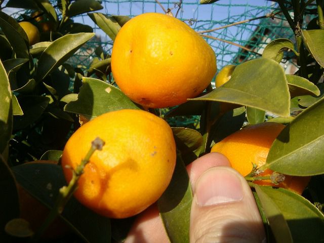 000000004460-01.jpg?size=l&w=