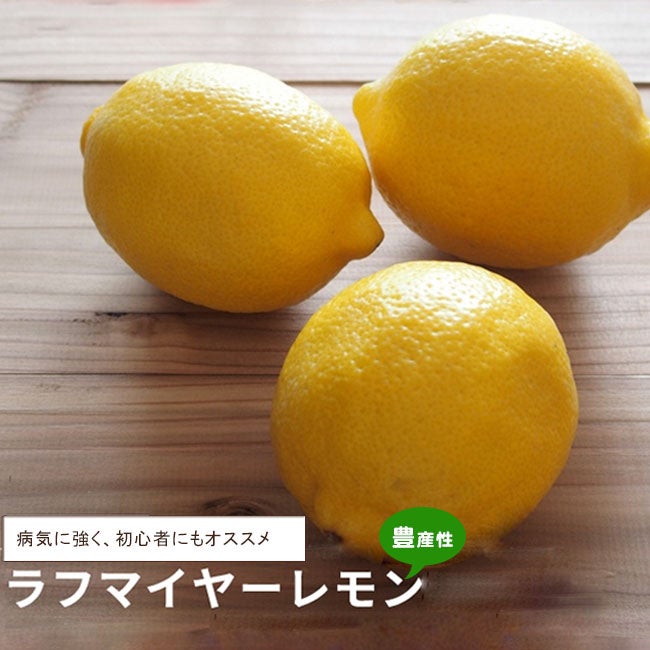 3年生苗 | 苗木部 本店 By 花ひろばオンライン