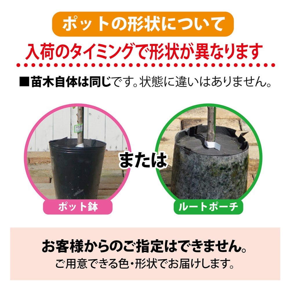 せとか タンゴール 苗 販売 苗木部 By 花ひろばオンライン